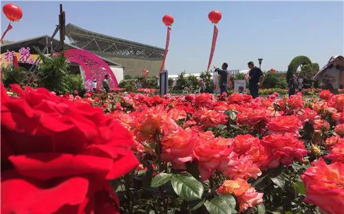 2017年月季花会美景欣赏
