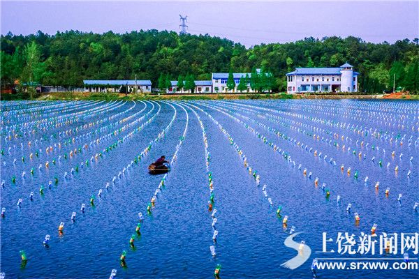 珍珠养殖基地工人正在检查蚌的生长情况。 万宣 供图.jpg
